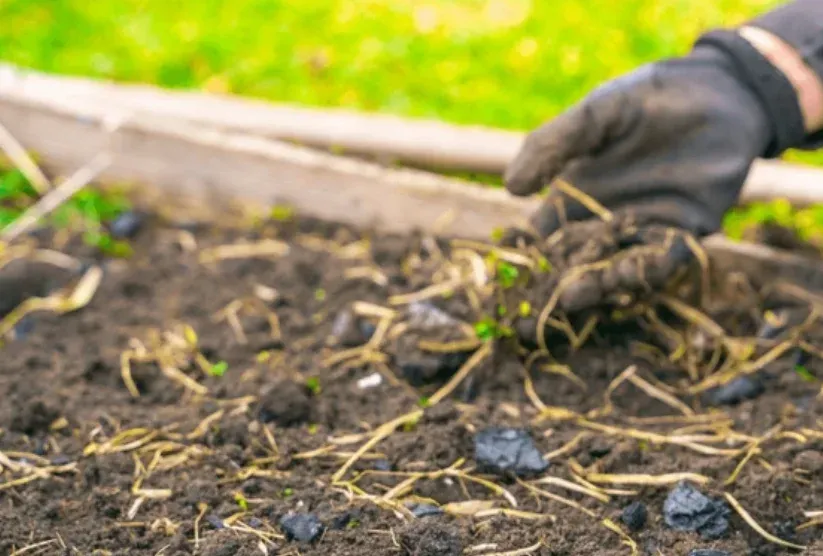 charcoal ash for garden