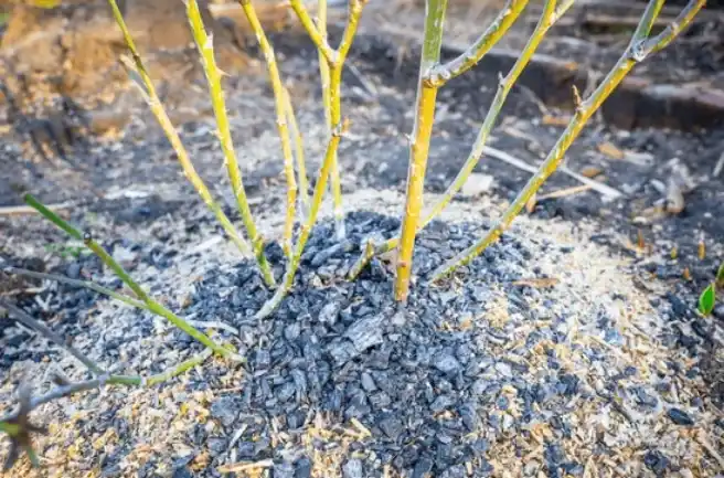 charcoal ash on garden