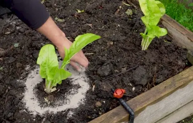 how to use wood ash for the garden