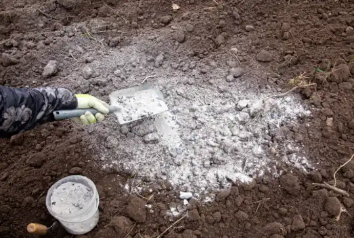 putting charcoal ash in garden